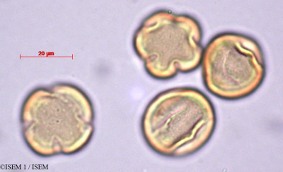ISEM 1/Myrsine_africana_27894/Myrsine_africana_27894_0001(copy)_thumb.jpg